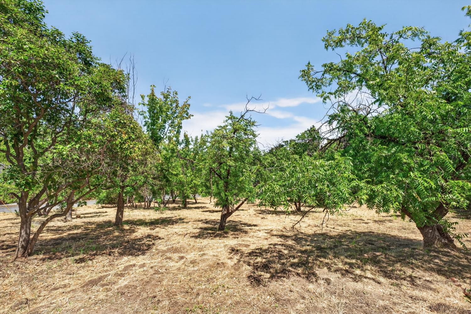 1543 Rancho View Drive Lafayette, CA 94549 - Photo 58 of 86