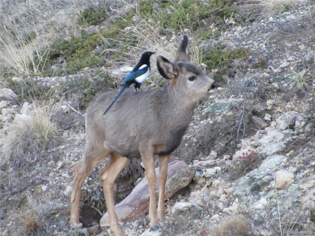 a view of a yard of a house
