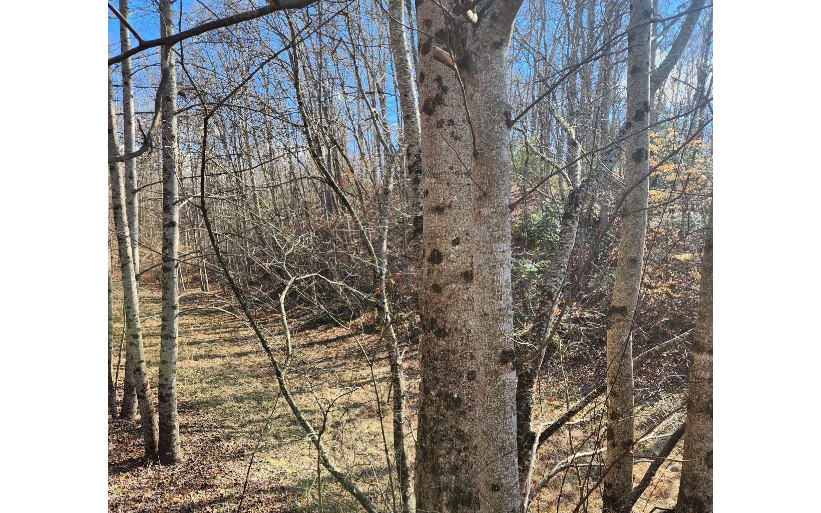 Lot 5 Dry Branch Blue Ridge, GA 30513 - Photo 15 of 21 Additional View
