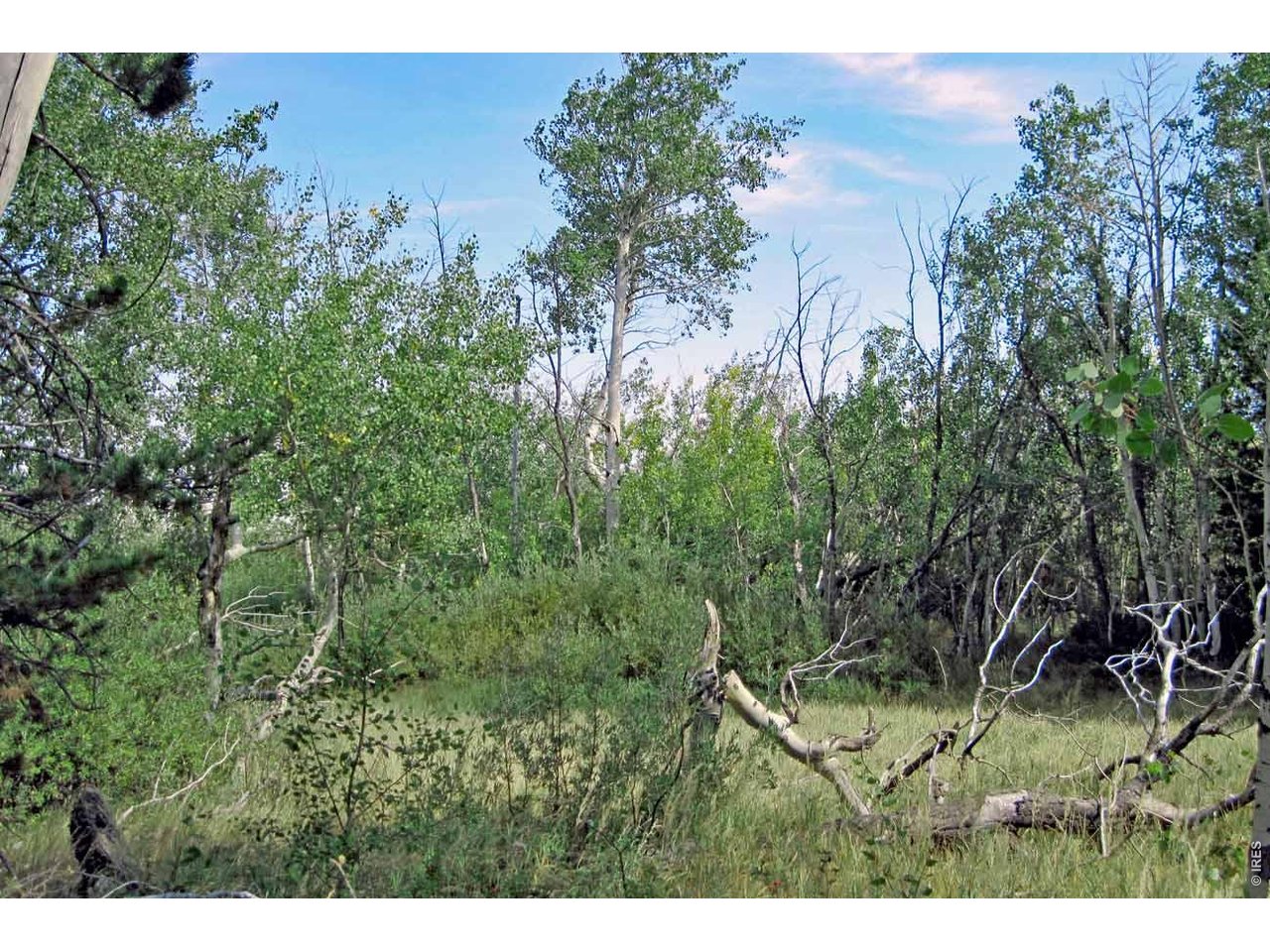 Wilderness Ranch Road Livermore, CO 80536 - Photo 10 of 11