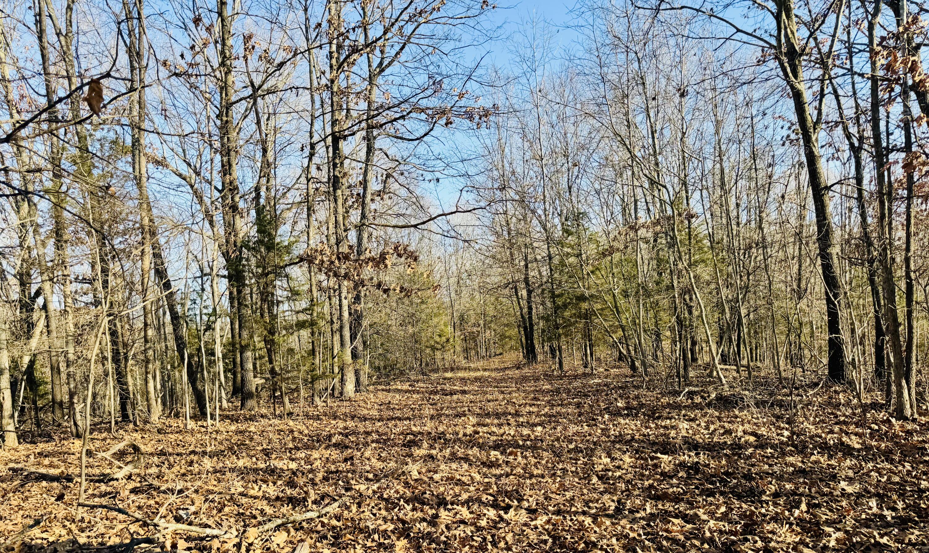 795 Anthony Road Pineville, MO 64856 - Photo 75 of 95 Fall