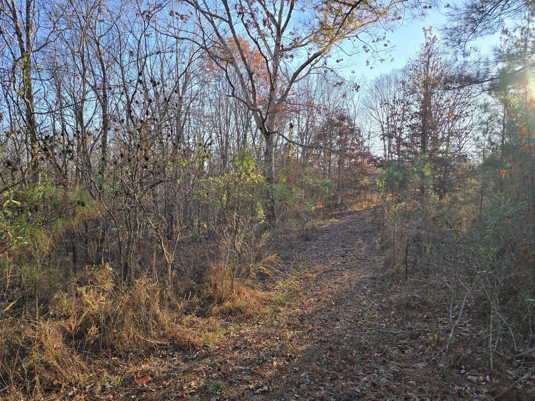 601 Anglin Ridge Road Dover, TN 37058 - Photo 23 of 30 a view of a yard with trees