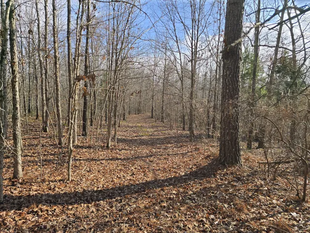 a view of a backyard with trees