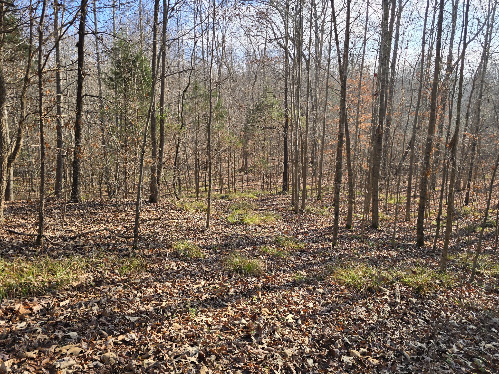 601 Anglin Ridge Road Dover, TN 37058 - Photo 26 of 30 a view of a yard with large trees