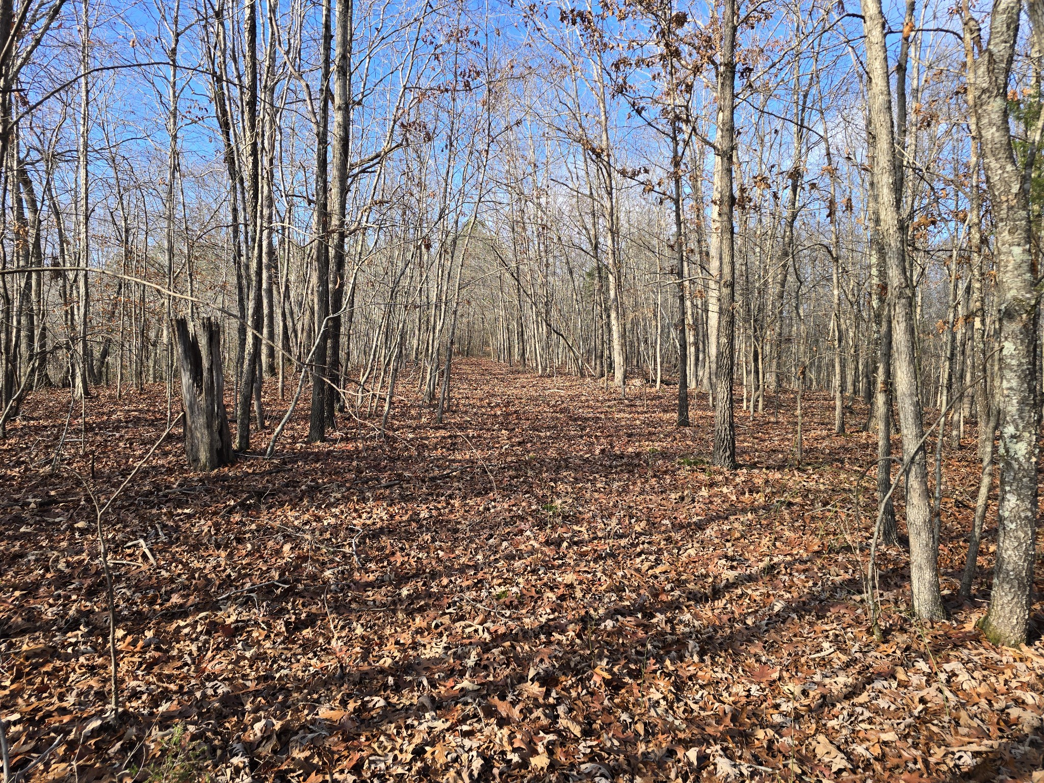 601 Anglin Ridge Road Dover, TN 37058 - Photo 29 of 30 a view of a backyard with large trees