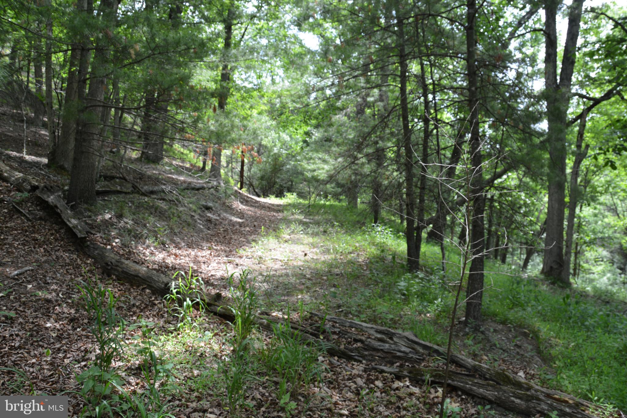 Two Lots On Siler Road Winchester, VA 22603 - Photo 25 of 38 a view of a forest with trees