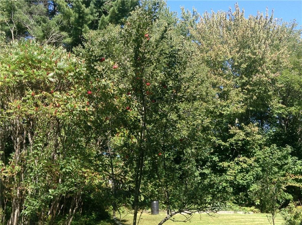 212 Main Road Passadumkeag, ME 04475 - Photo 32 of 34 Honey Crisp Apple Tree