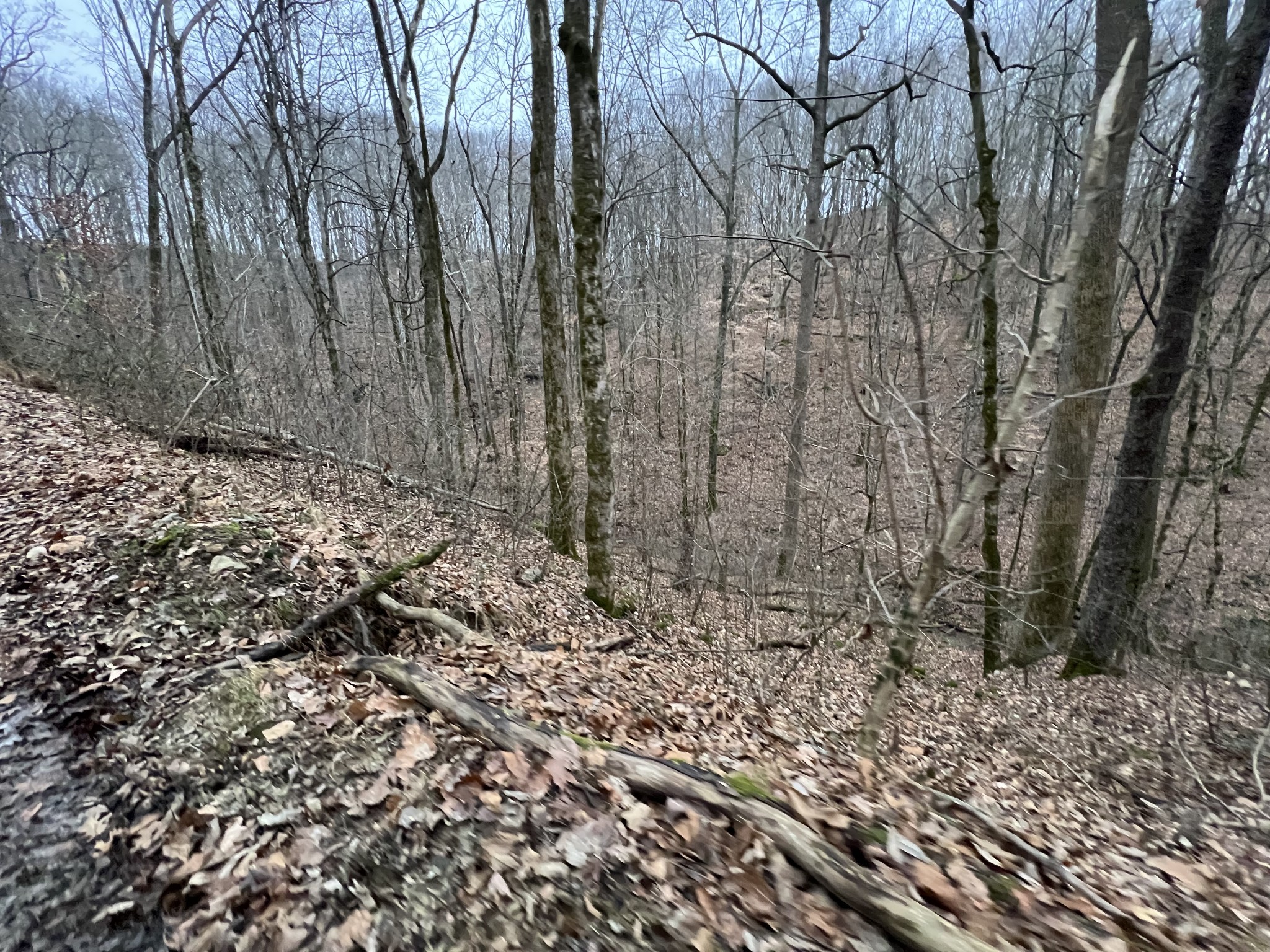 75 New Harmony Road Lafayette, TN 37083 - Photo 40 of 45 a view of a yard with trees