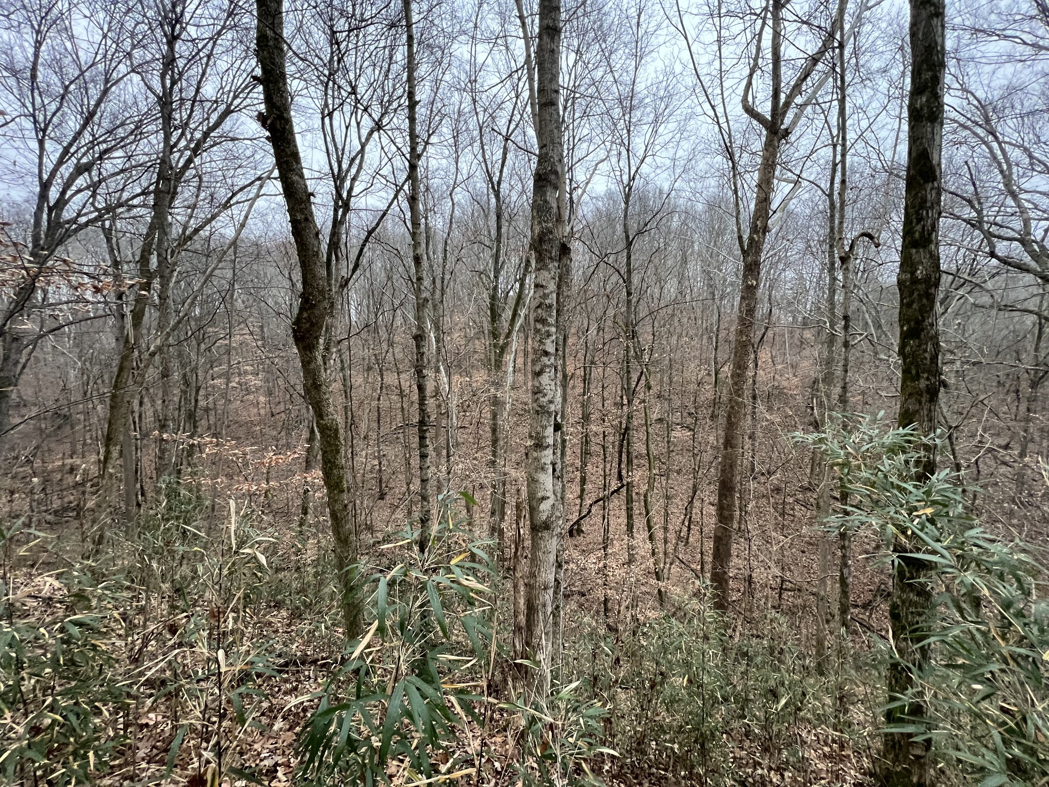 75 New Harmony Road Lafayette, TN 37083 - Photo 41 of 45 a view of a yard with a dry trees