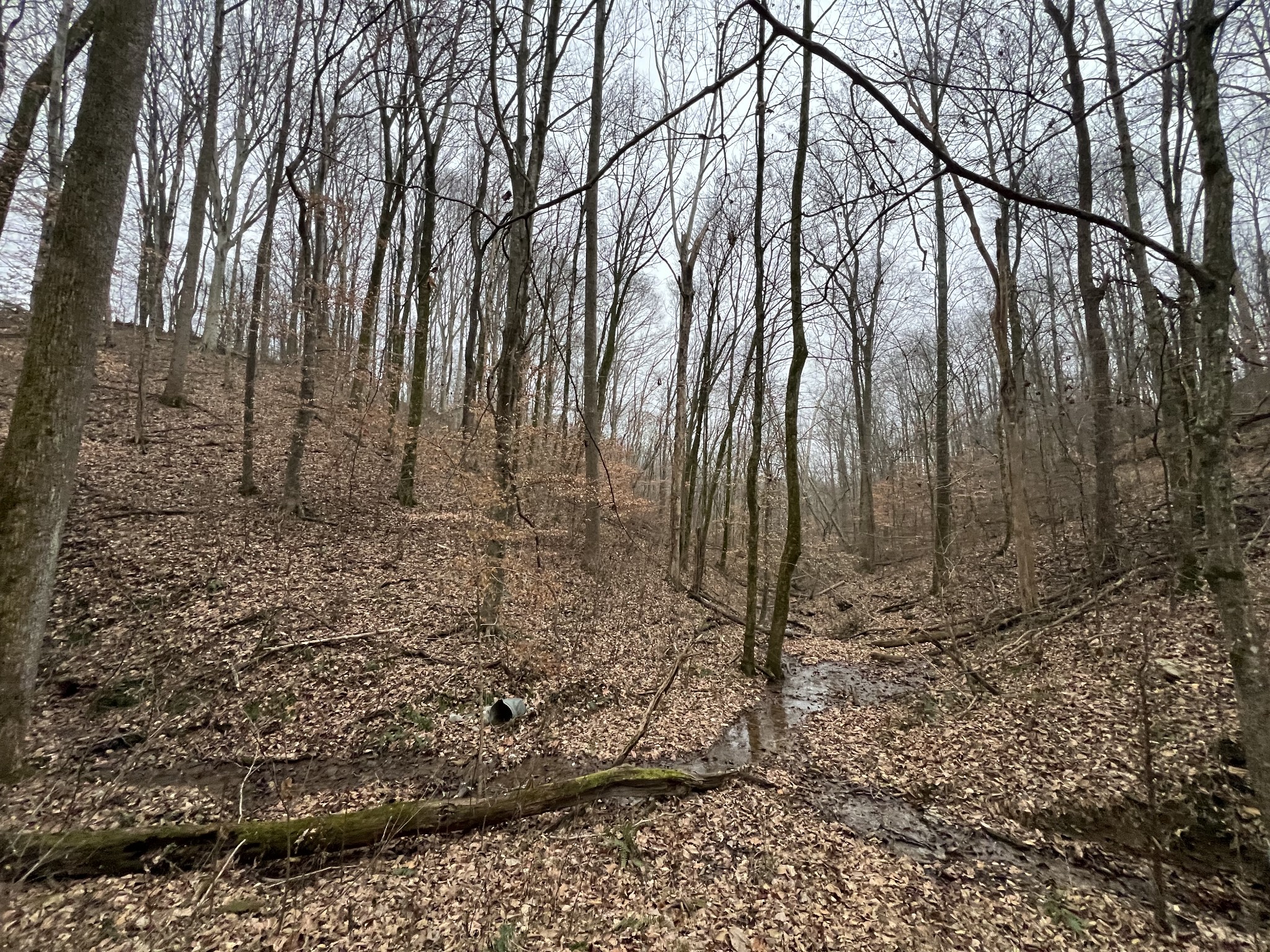 75 New Harmony Road Lafayette, TN 37083 - Photo 42 of 45 a view of a yard with trees