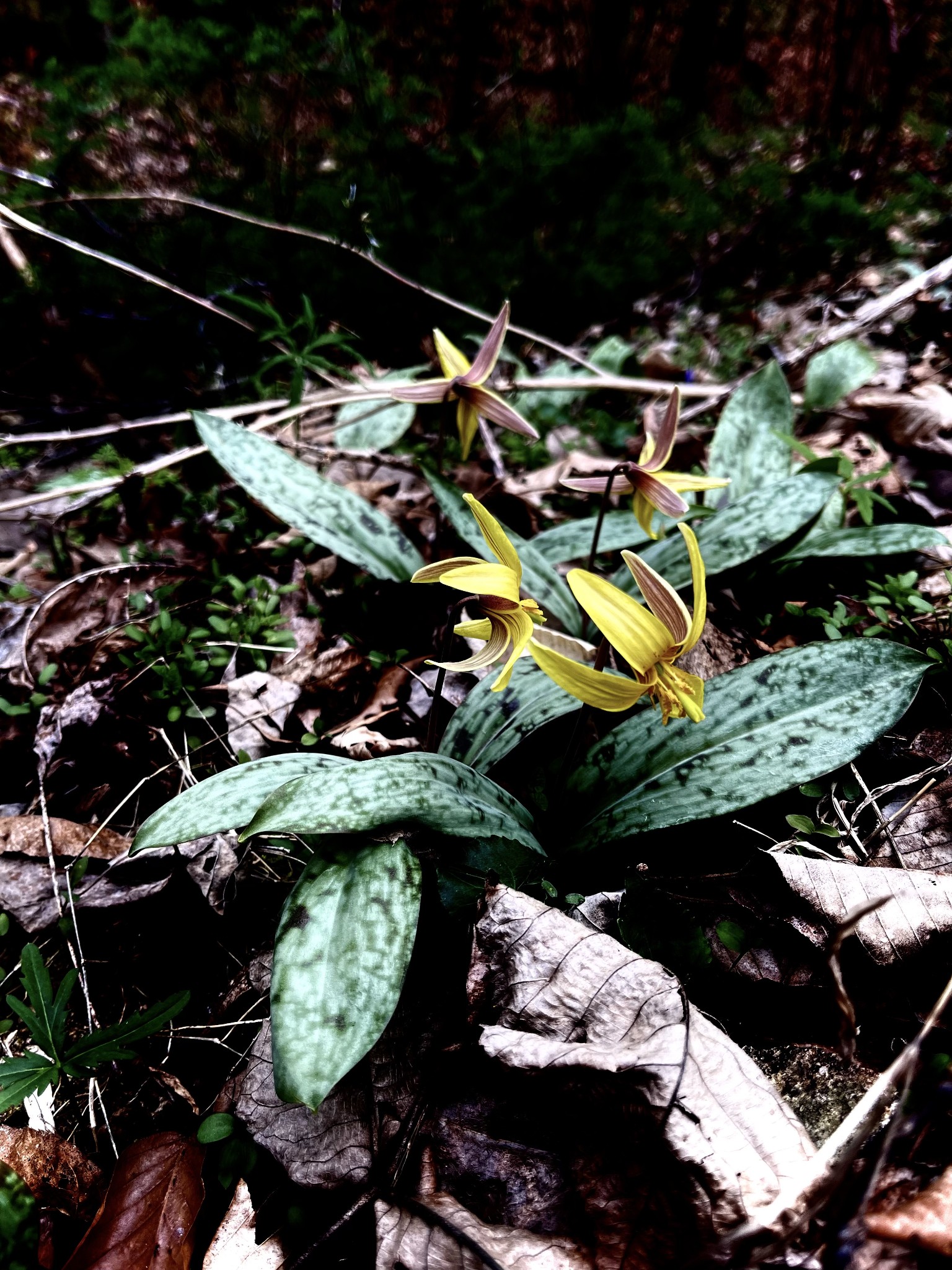 75 New Harmony Road Lafayette, TN 37083 - Photo 44 of 45 a view of outdoor space and yard