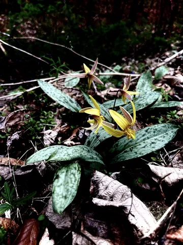 $330,000 | 75 New Harmony Road, Lafayette, TN 37083