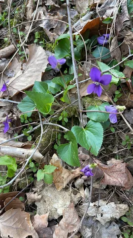 $330,000 | 75 New Harmony Road, Lafayette, TN 37083