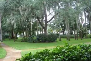 a view of a backyard with large trees
