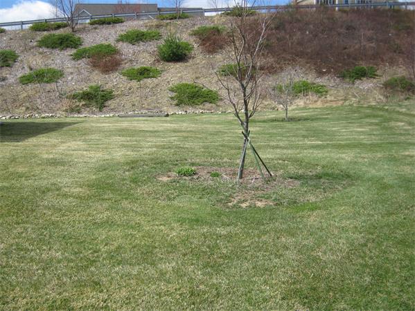 52 Vista Circle Rutland, MA 01543 - Photo 29 of 30 a view of a field with an tree