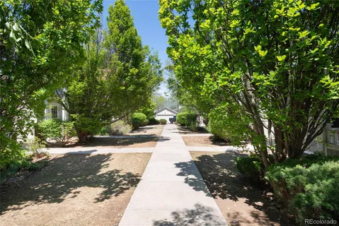 a park with large trees