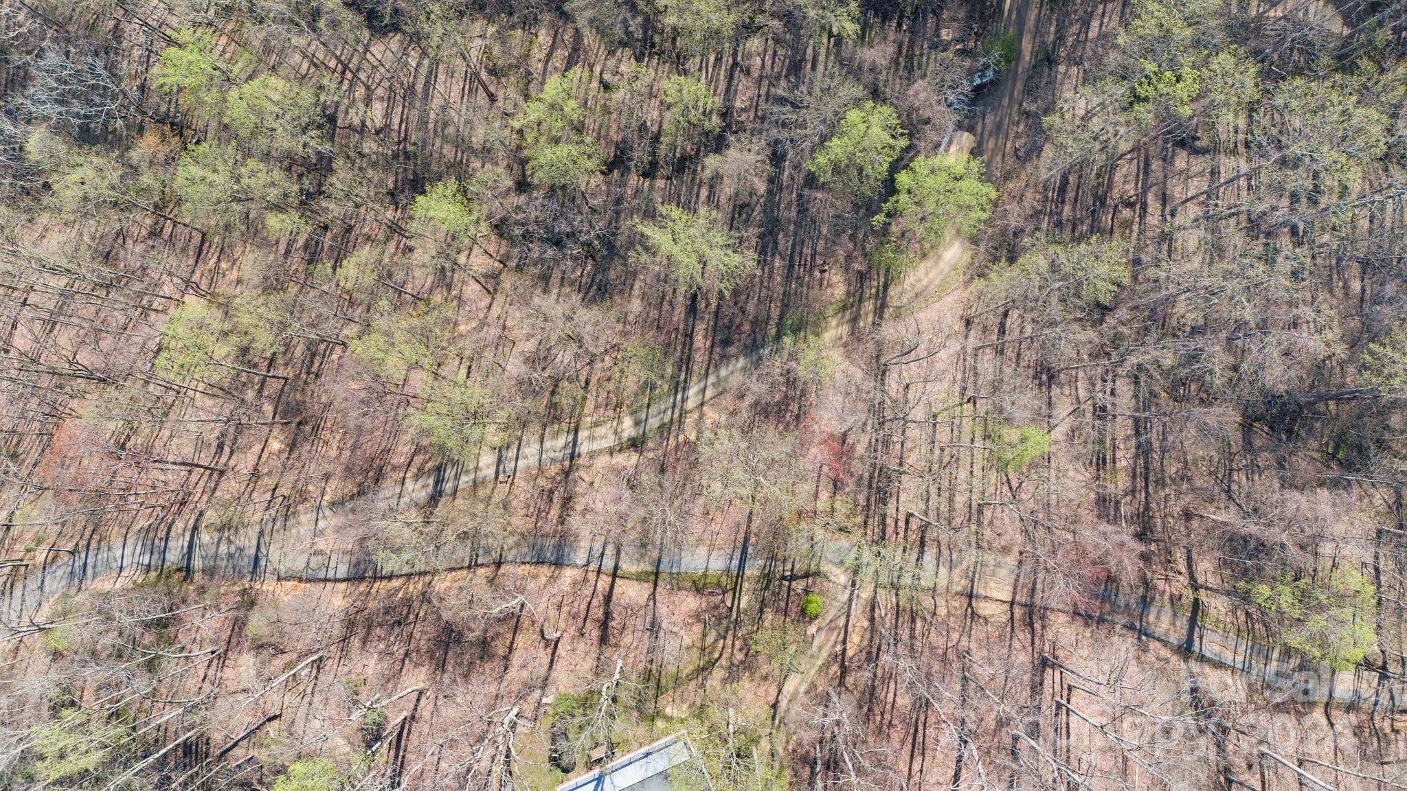 Lot 33 Deer Rock Road Hot Springs, NC 28743 - Photo 5 of 16 a view of trees and bushes