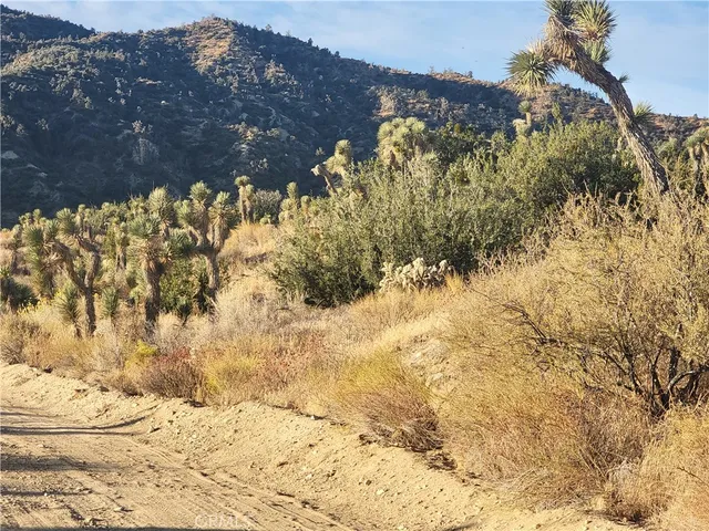 a view of a bunch of trees and bushes