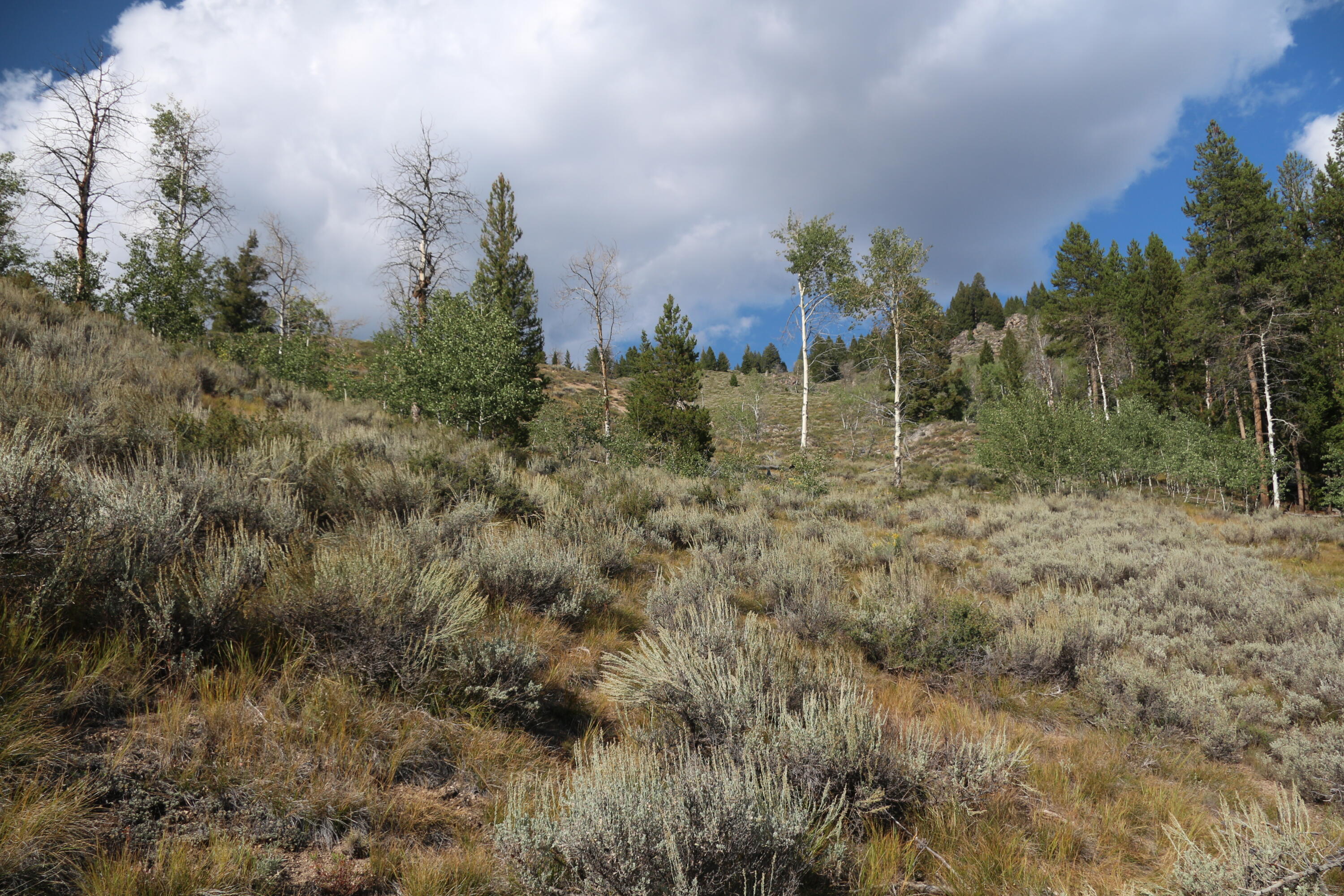 Tbd Fisher Creek Road Stanley, ID 83278 - Photo 11 of 37 IMG_7895