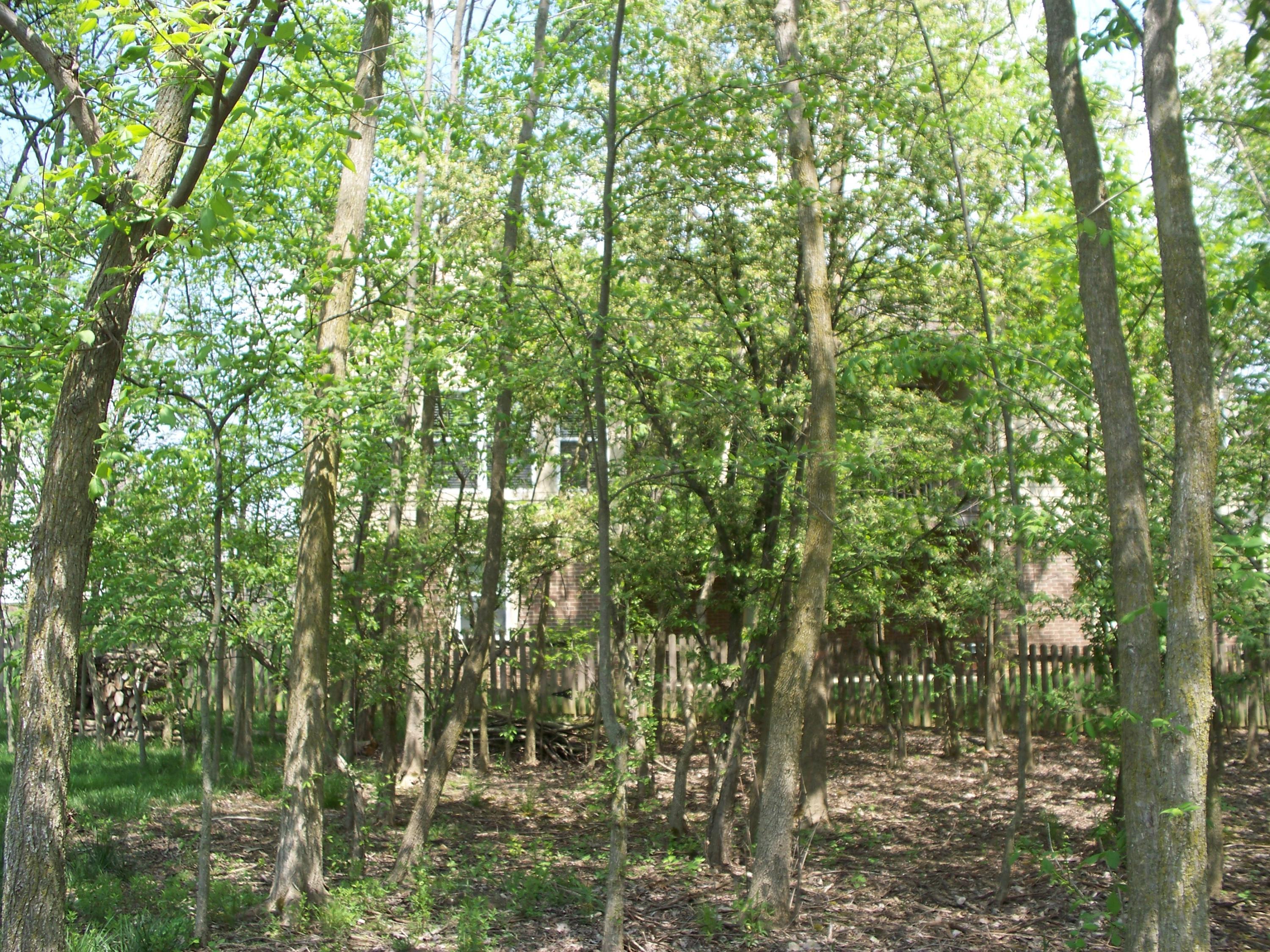 304 Halverston Road Powell, OH 43065 - Photo 2 of 36 Gallery Image 2