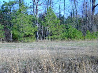 Lot # Camp Charles Road Bailey, NC 27807 - Photo 1 of 1 Primary Photo