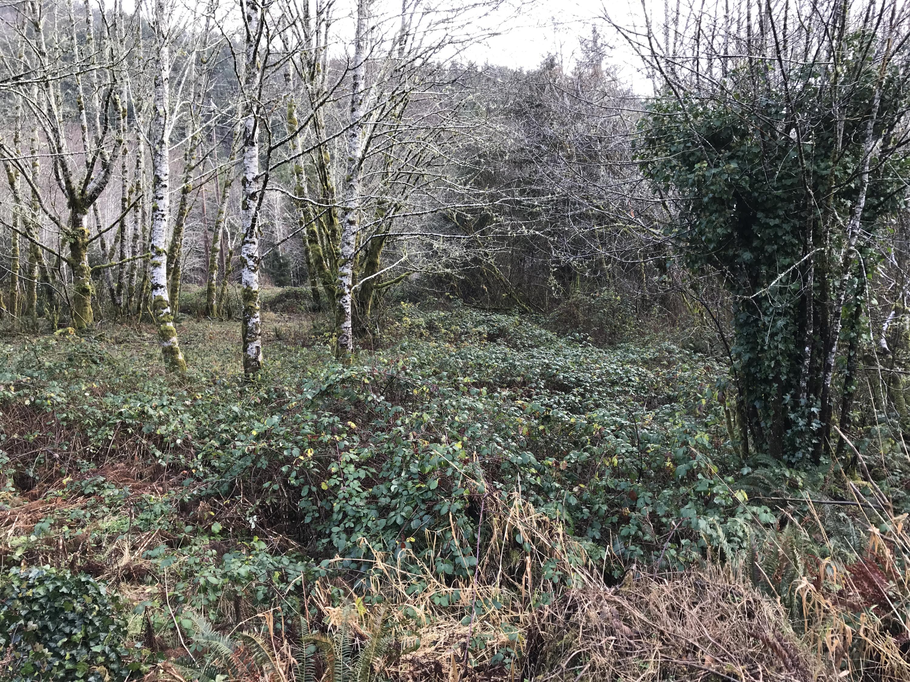 V/l Miami Foley Road Nehalem, OR 97131 - Photo 18 of 21 Lot