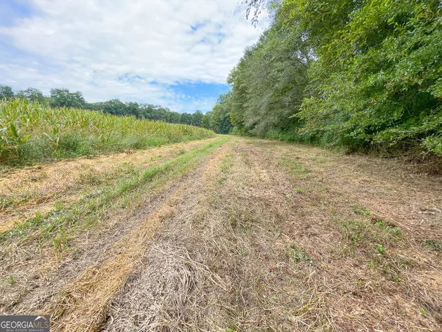 a view of a garden with a pathway