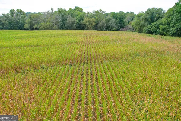 a view of a big yard with plants and large trees