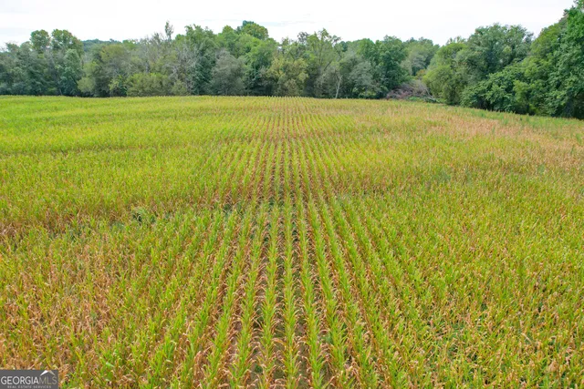 a view of a big yard with plants and large trees