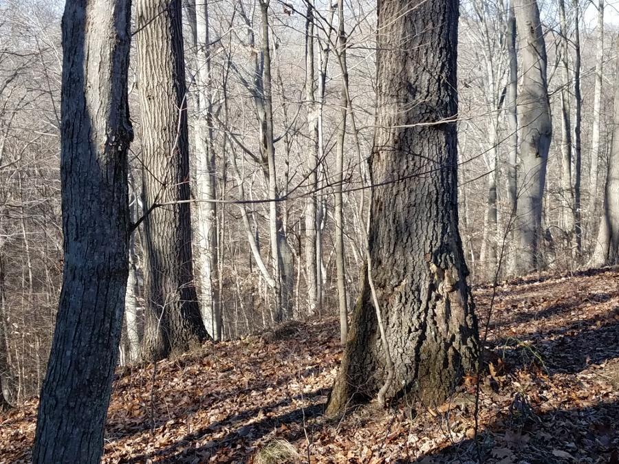 0 Koches Road Millfield, OH 45761 - Photo 39 of 53