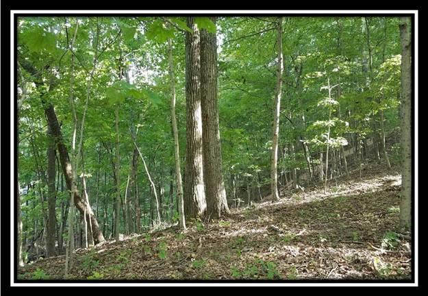0 Koches Road Millfield, OH 45761 - Photo 9 of 53