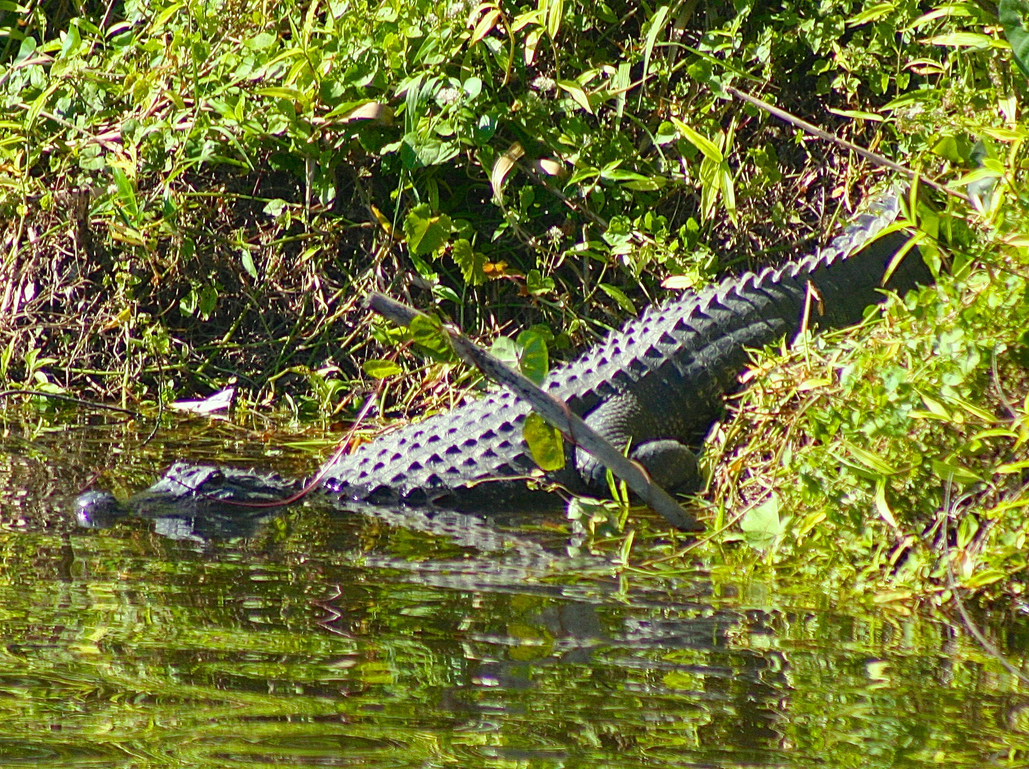 8841 First Tee Road Port St. Lucie, FL 34986 - Photo 102 of 228 204 Large Alligator