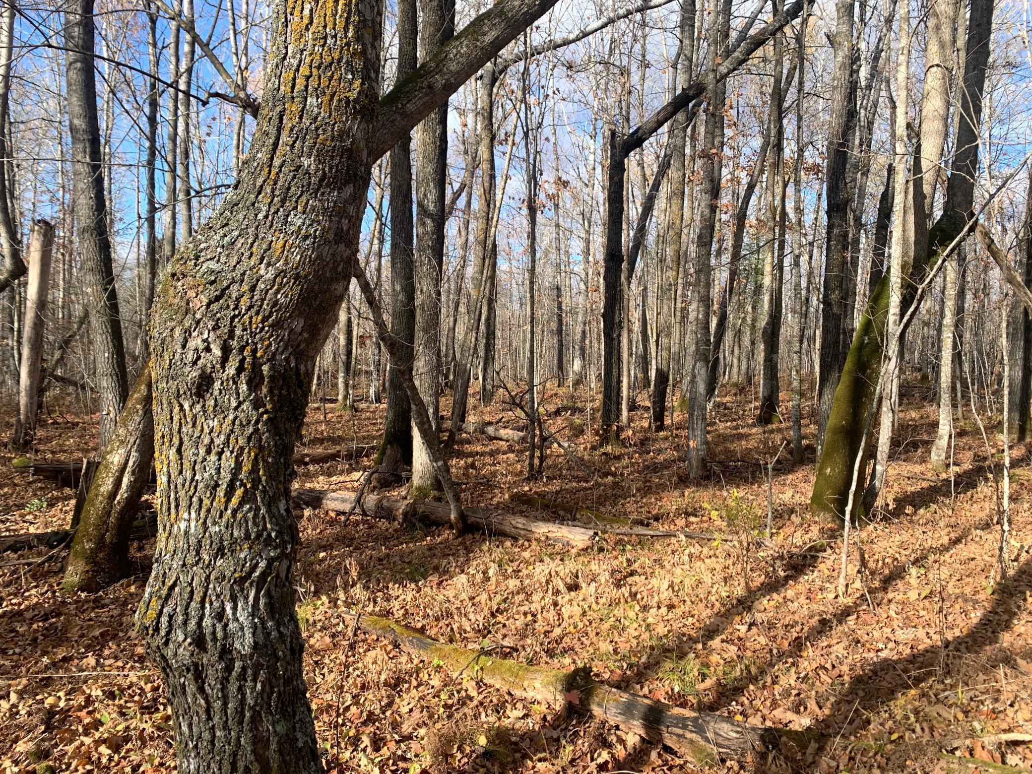 65 Jacobson Mn 55752 Jacobson, MN 55752 - Photo 19 of 62