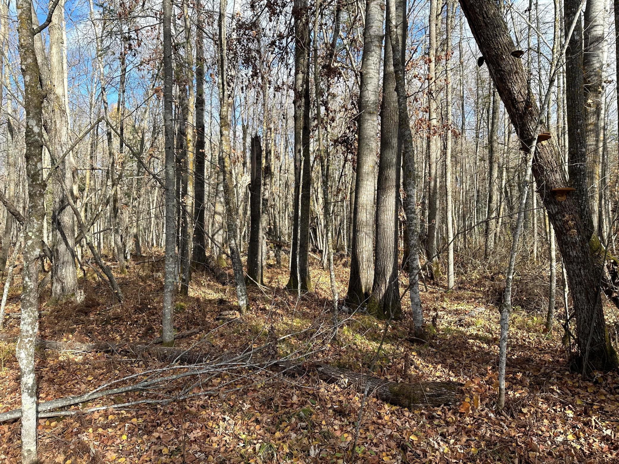 65 Jacobson Mn 55752 Jacobson, MN 55752 - Photo 40 of 62