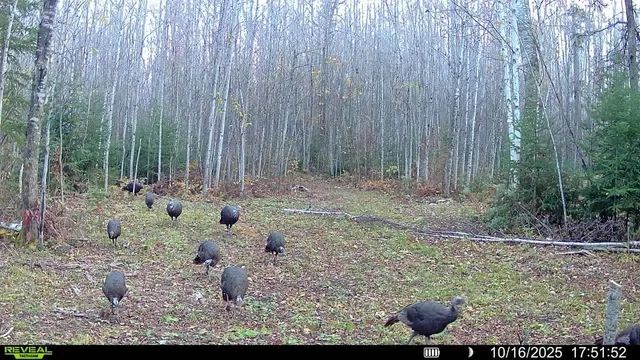 $239,000 | 65 Verdon Twp Mn 55752, Jacobson, MN 55752