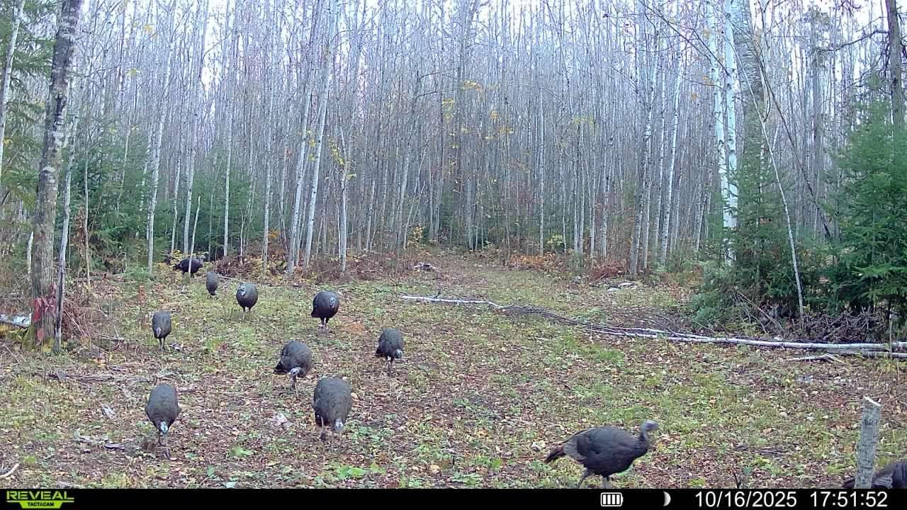 65 Jacobson Mn 55752 Jacobson, MN 55752 - Photo 52 of 62