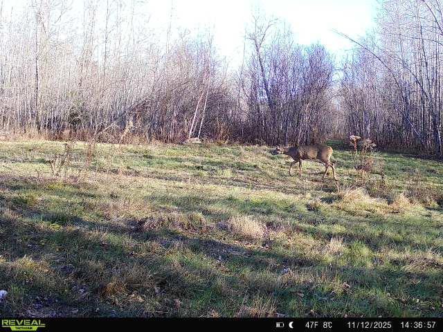 65 Jacobson Mn 55752 Jacobson, MN 55752 - Photo 53 of 62