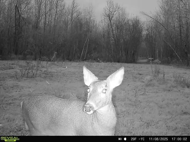 $239,000 | 65 Verdon Twp Mn 55752, Jacobson, MN 55752