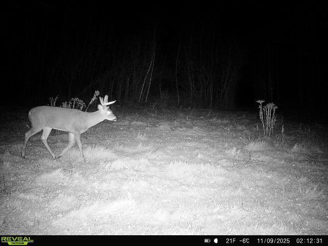 65 Jacobson Mn 55752 Jacobson, MN 55752 - Photo 56 of 62