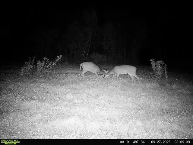 $239,000 | 65 Verdon Twp Mn 55752, Jacobson, MN 55752