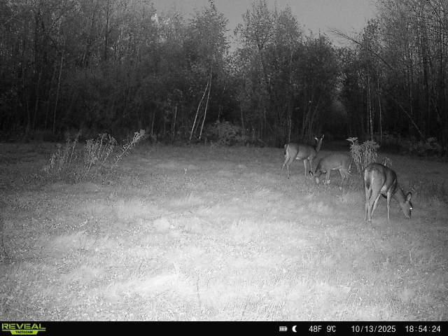 65 Jacobson Mn 55752 Jacobson, MN 55752 - Photo 60 of 62