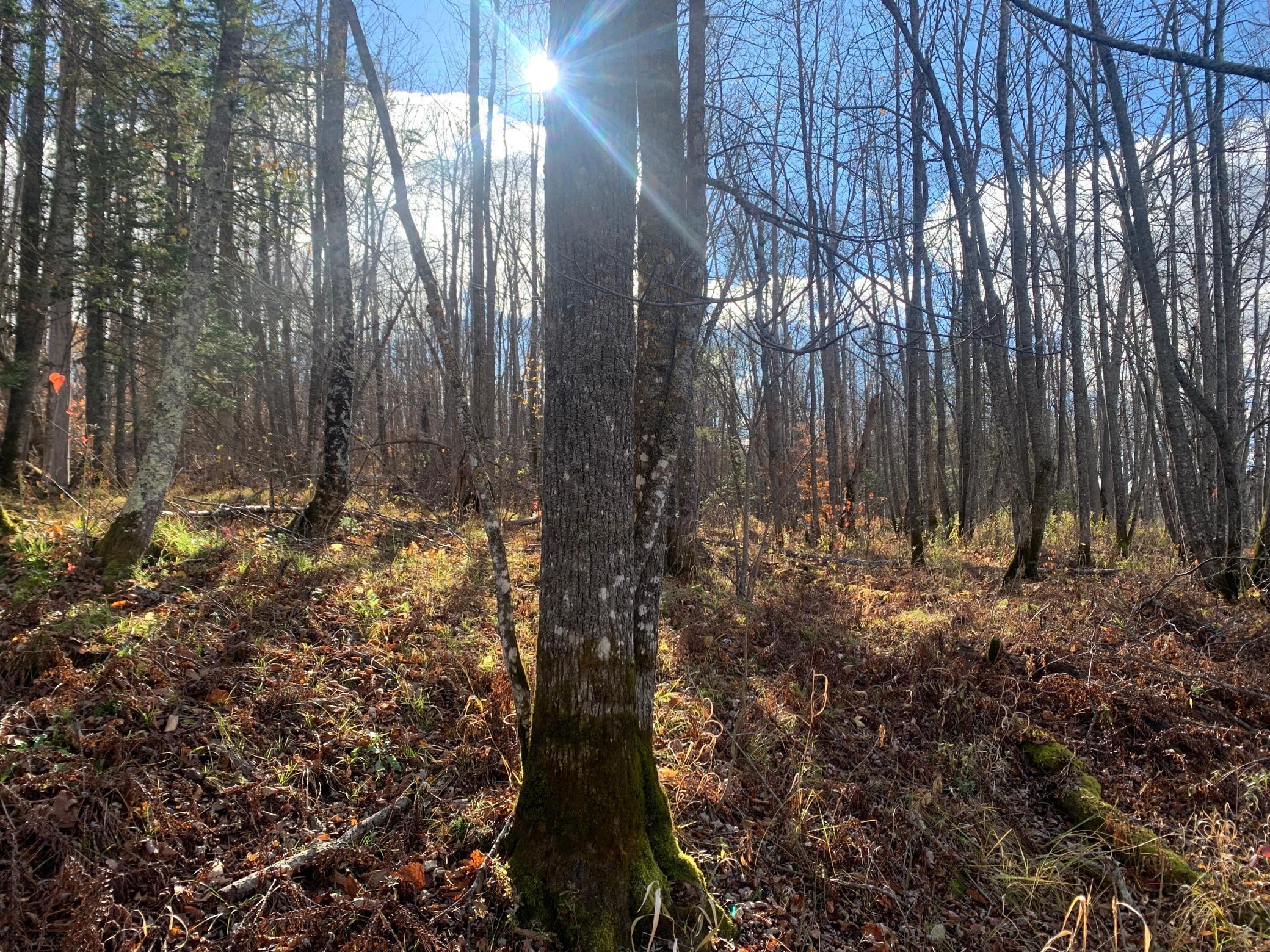 65 Jacobson Mn 55752 Jacobson, MN 55752 - Photo 6 of 62