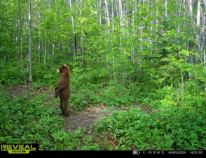 65 Jacobson Mn 55752 Jacobson, MN 55752 - Photo 62 of 62