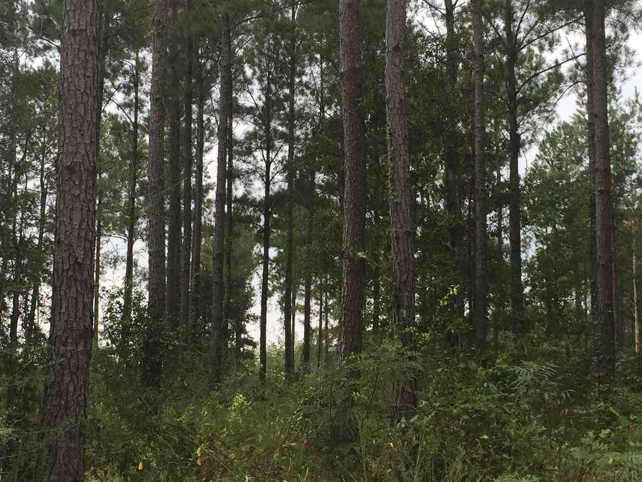 4-acres Kolb Road Milton, FL 32570 - Photo 5 of 11