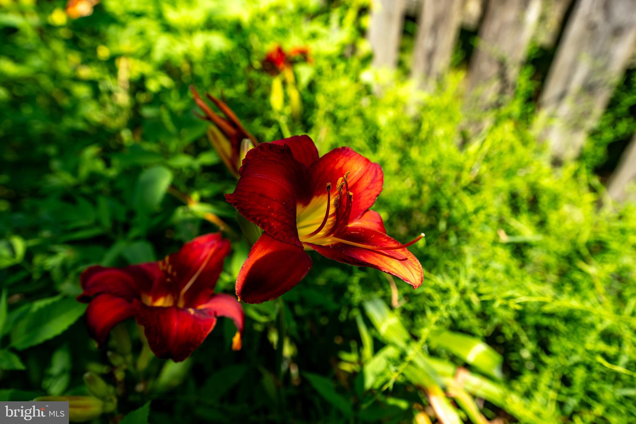 13824 Springstone Drive Clifton, VA 20124 - Photo 46 of 56 a view of a tree