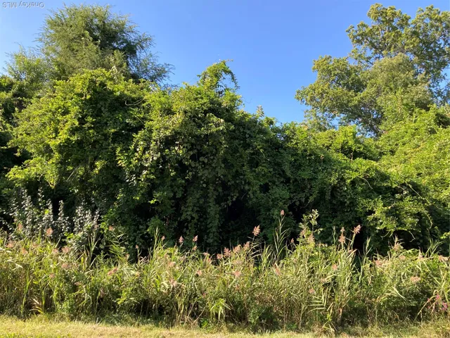 a close up of a plant