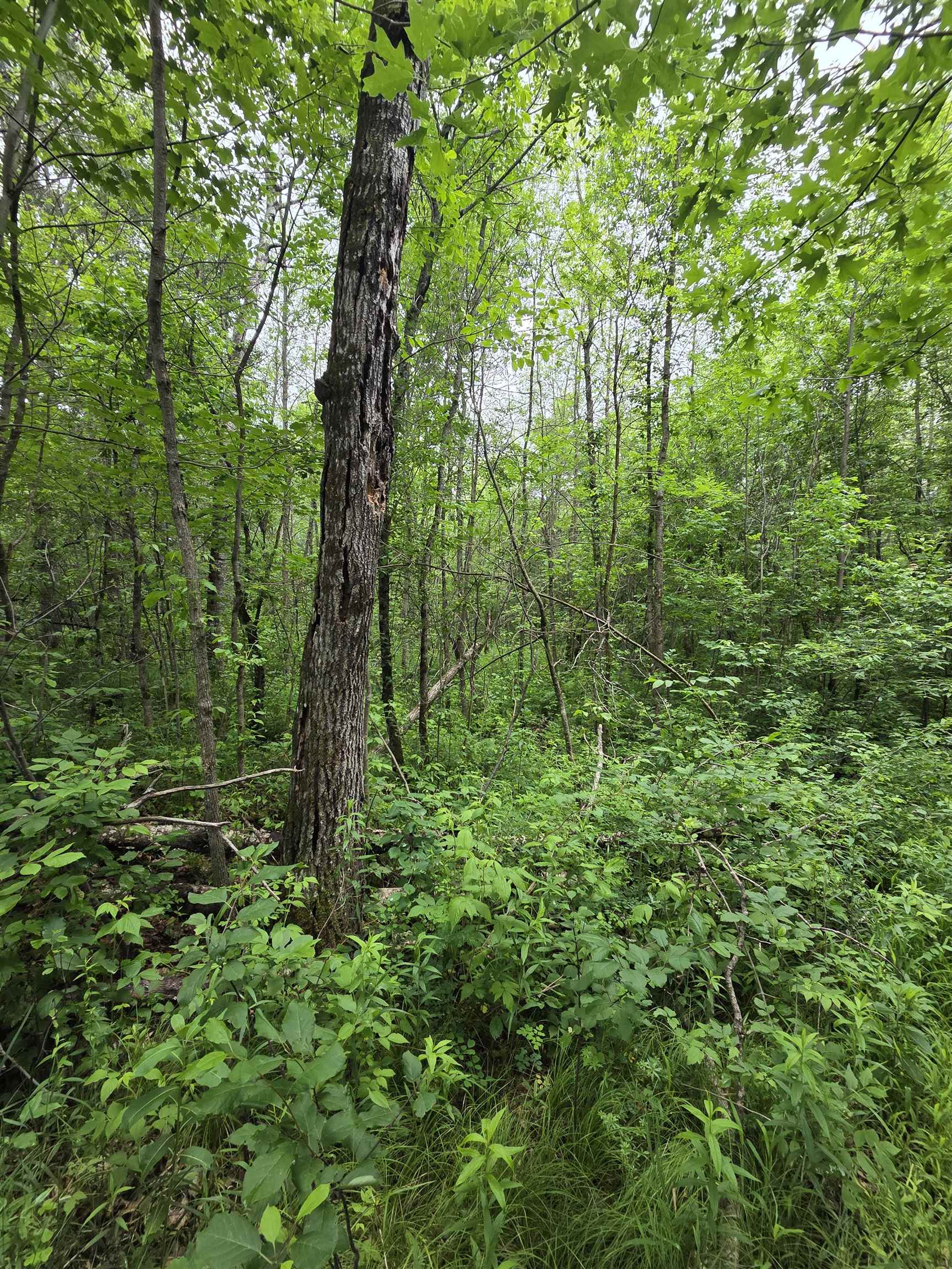 Tower Road Athelstane, WI 54104 - Photo 16 of 25