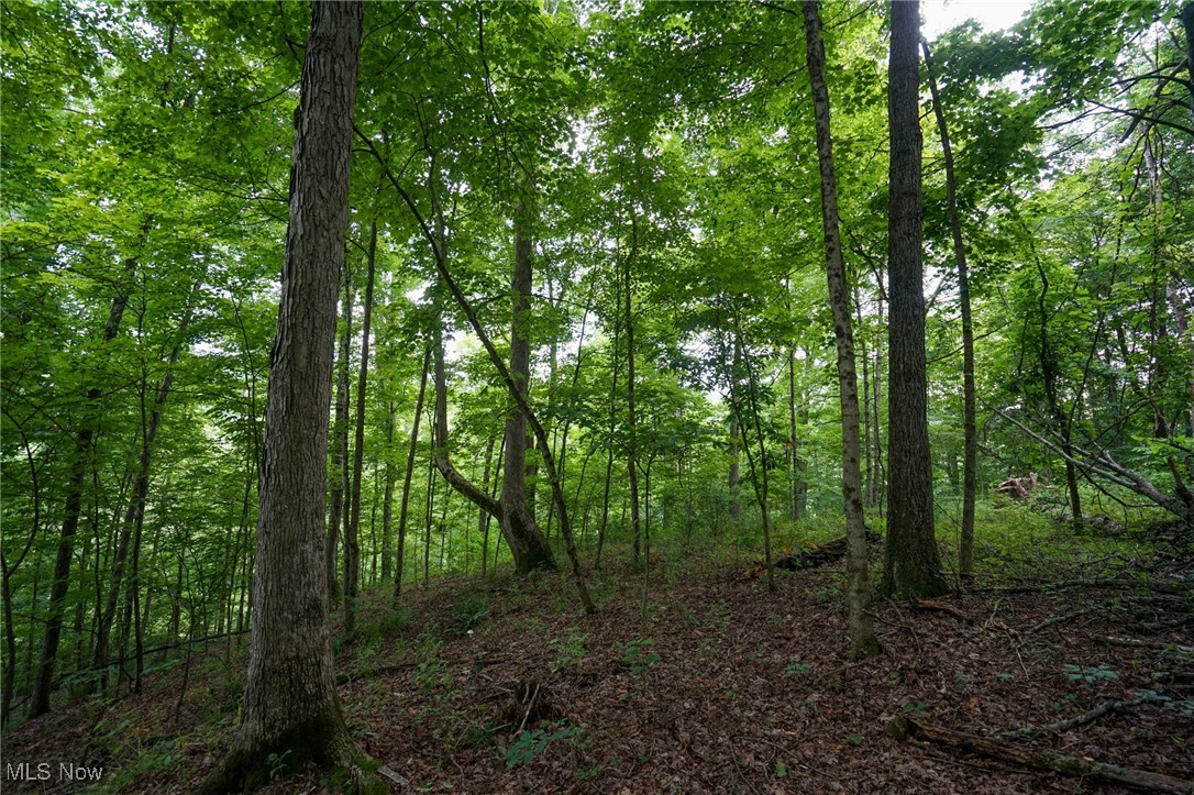 34799 Paw Road Lower Salem, OH 45745 - Photo 35 of 50 View of wooded area