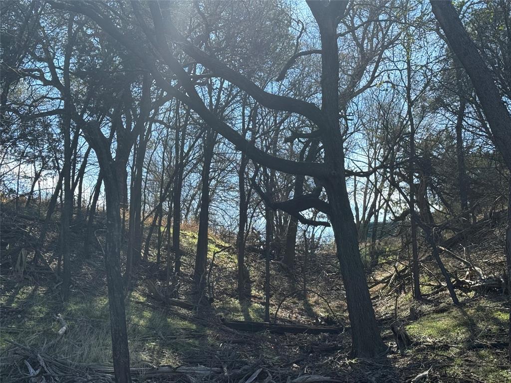 729 County Road 1304 Morgan, TX 76671 - Photo 8 of 32 a view of tree