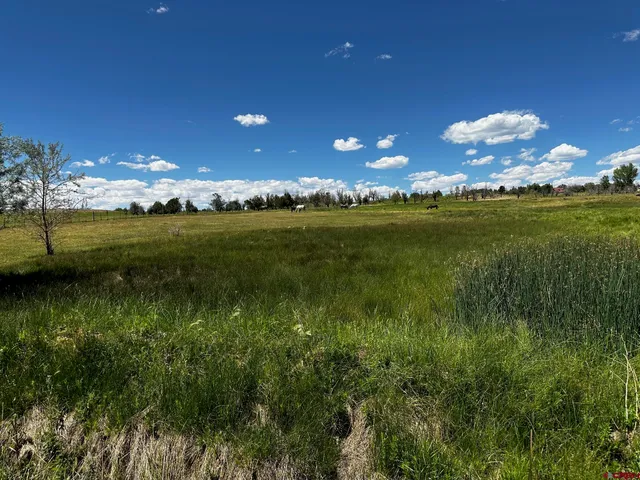 a view of a lake from a yard